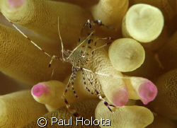 Pedersen's cleaner shrimp riding on an anemone. Bonaire. ... by Paul Holota 